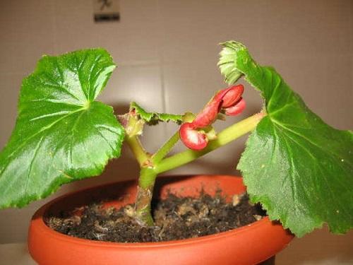 nuori begonia