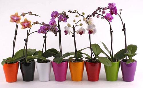 phalaenopsis-orkideat