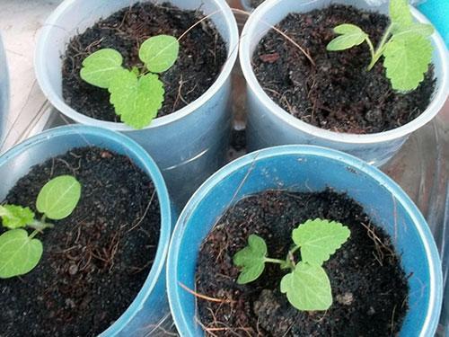 malva taimet