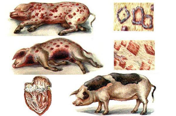 erysipelat sioissa