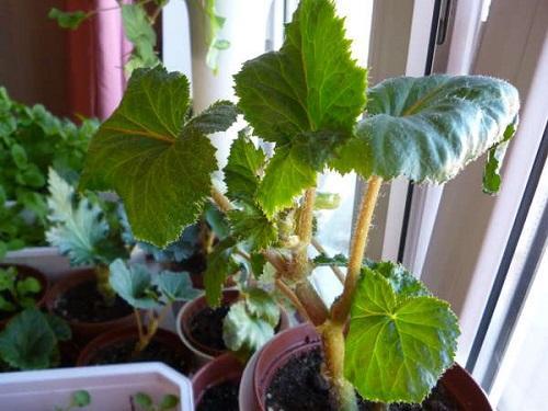 pitkänomainen begonia