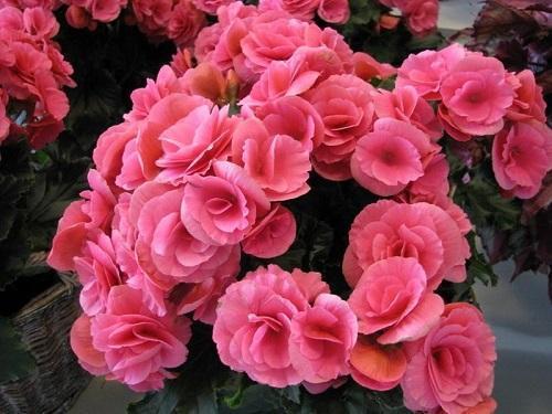 begonia parantajana
