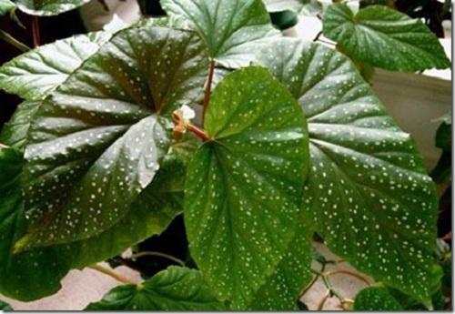 begonia-sinimailanen ei kukki