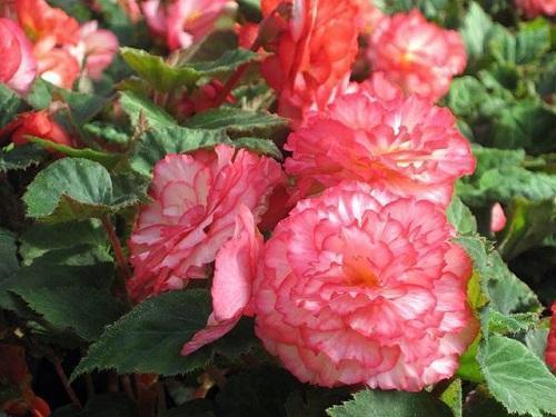 begonia kaksinkertaisilla kukilla