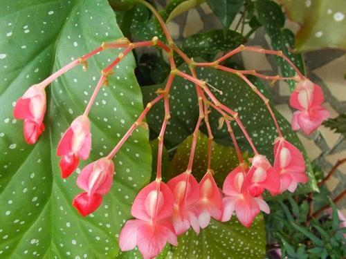 kukkiva begonia-sinimailanen