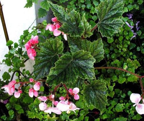 kukkiva metallinen begonia