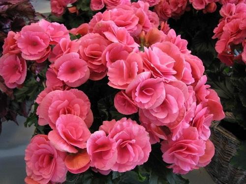 vadelma begonia