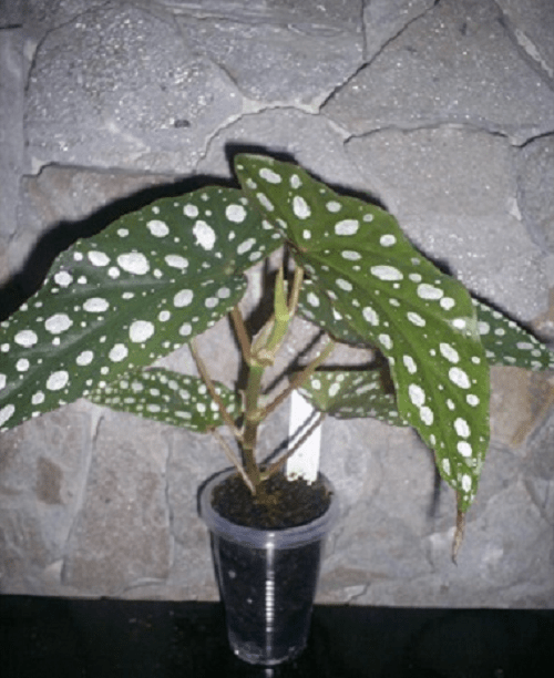 nuori täplikäs begonia