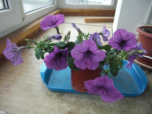 Nuori Petunia Plum Wayne