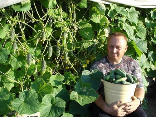 Hhnerkot als Dnger fr Tomaten und Gurken, Video