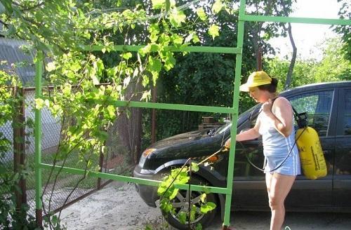ruiskuttamalla rypäleitä