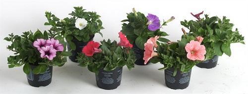 taimi petunia