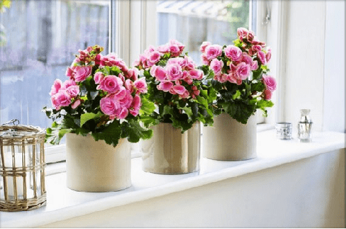 vaaleanpunainen begonia