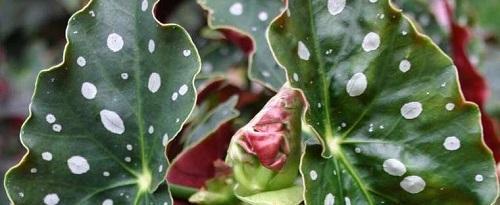 kohta begonia