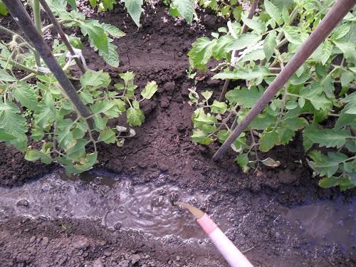 Hhnerkot als Dnger fr Tomaten und Gurken, Video
