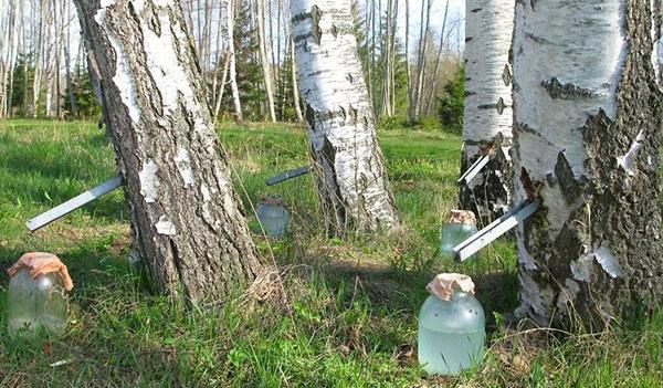 kevään koivumehun kokoelma