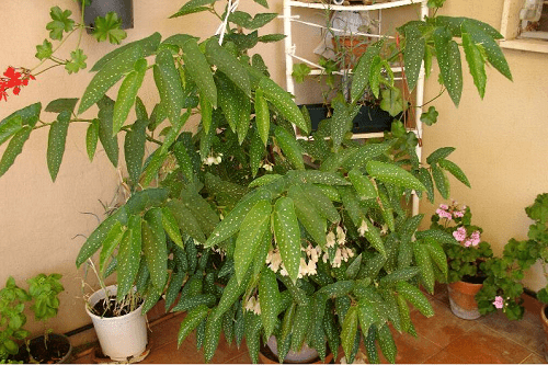 aikuisen begonian pensas