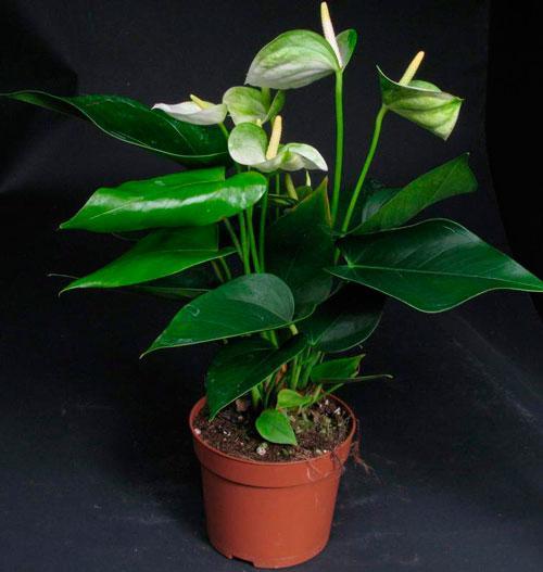 ostettu anthurium
