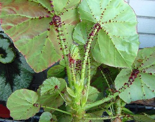 kaulus begonia