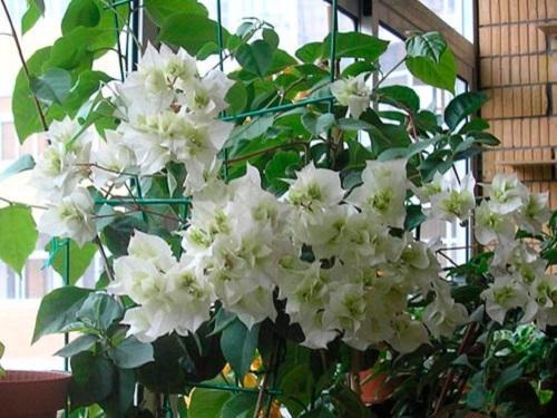 bougainvillea valkoinen