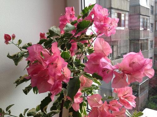bougainvillea ikkunassa