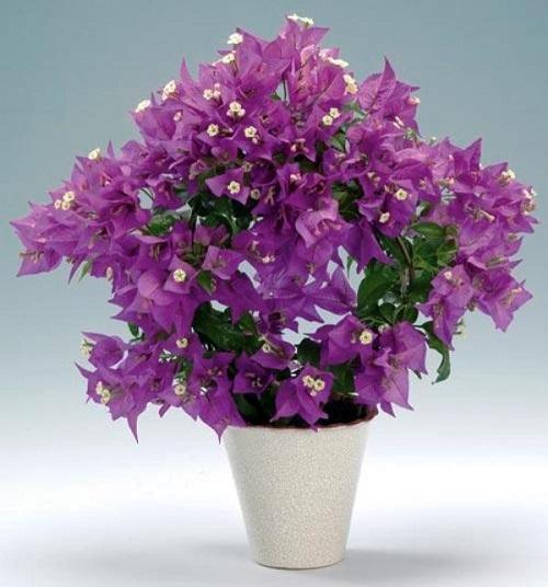bougainvillea lila