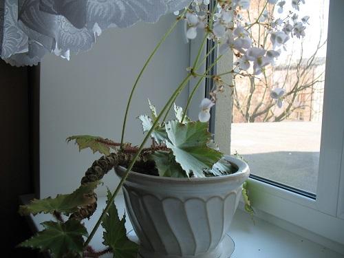 kukkiva begonia