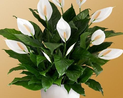 kukkiva spathiphyllum