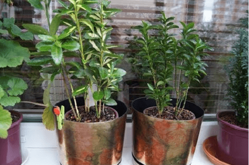 kaksivuotiset euonymus-kasvit