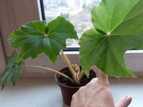 nuori begonia