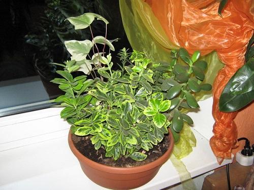 nuori euonymus
