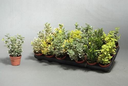 japanilaisen euonymus-lajikkeet
