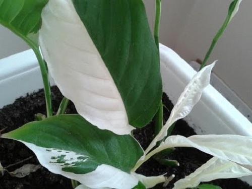 spathiphyllum kirjavilla lehdillä