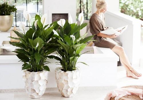 aikuisen spathiphyllum