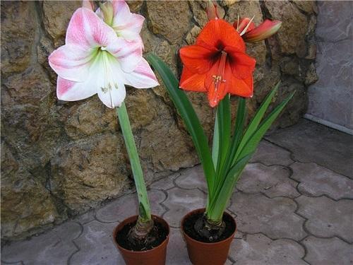 kukkiva hippeastrum