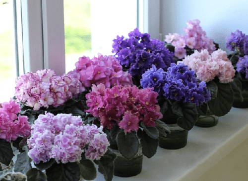 violetit