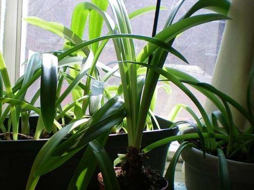 hippeastrum ei kukki