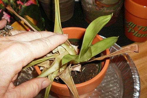 Guzmania haalistui