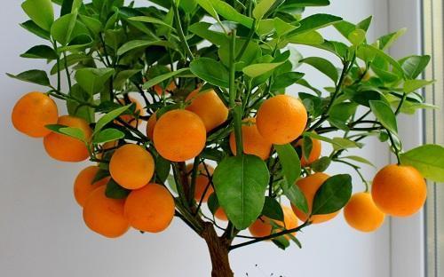 mandariini