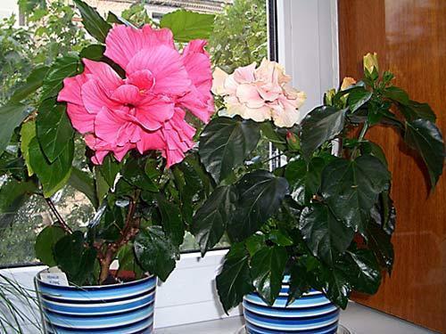 nuori hibiscus
