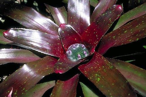 kastelu guzmania