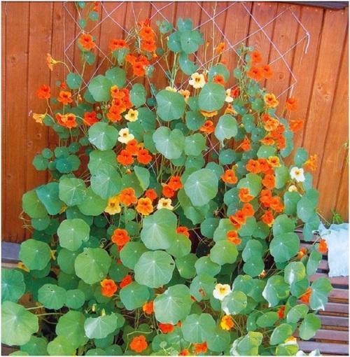 kihara nasturtium