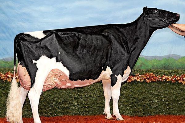 Holstein-lehmä meidän aikanamme