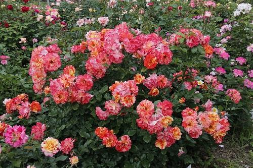 polyanthus-ruusut