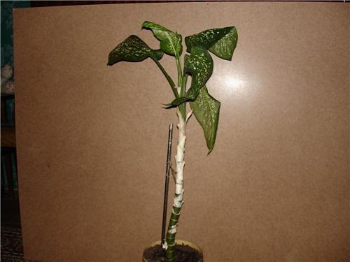 laajennettu dieffenbachia