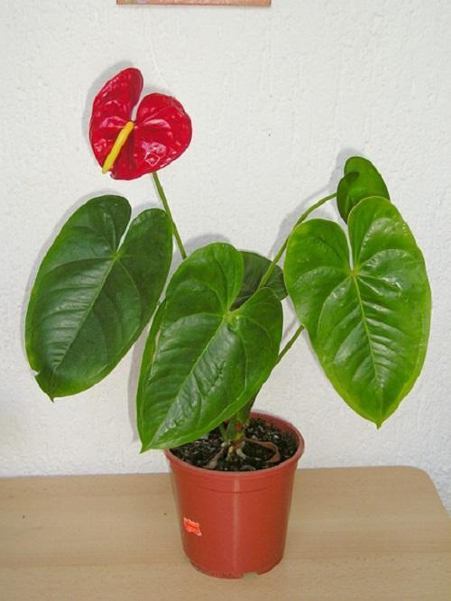 nuori anthurium