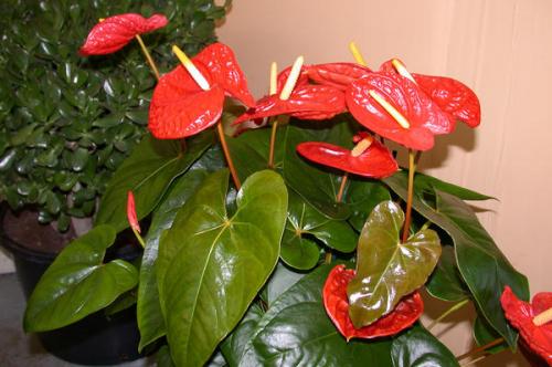 terve anthurium