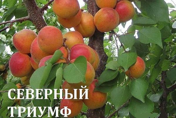 aprikoosi Northern Triumph