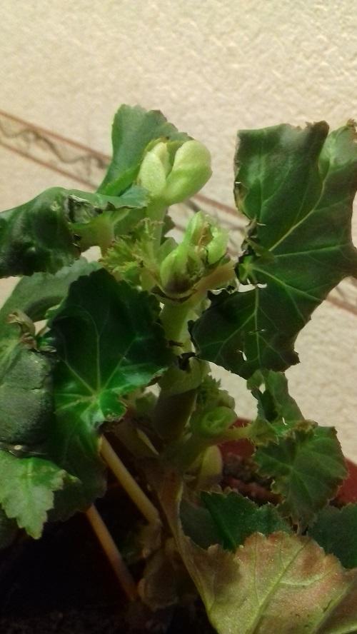 kirjailijan begonia