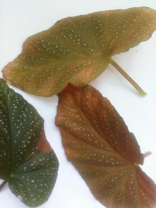 kirjailijan begonia